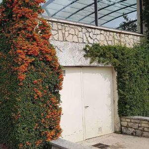 Pyracantha 'Orange Glow' 150-175 cm